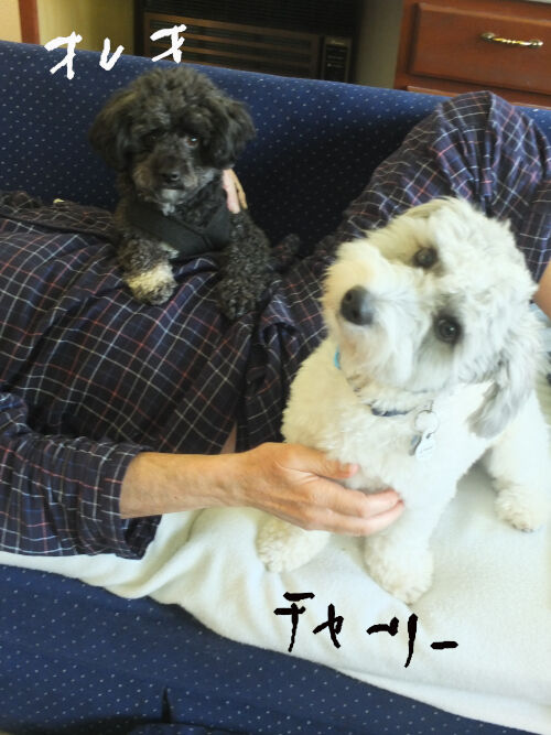 2025-11-14-charlieoreo1