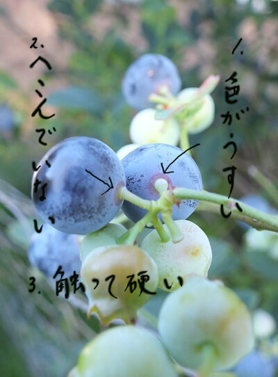 2021-06-15-blueberry1