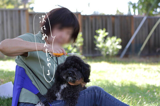 2023-06-25-dogs2