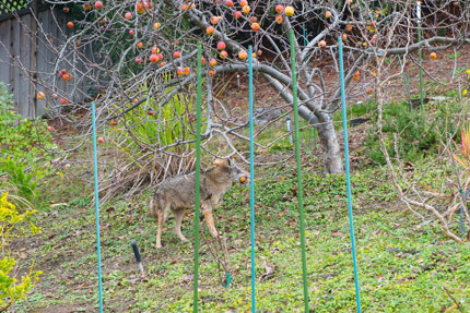 2016-02-18-coyote5