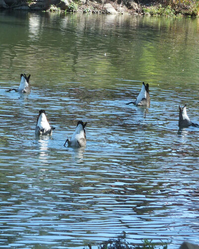 2021-10-16-duck2