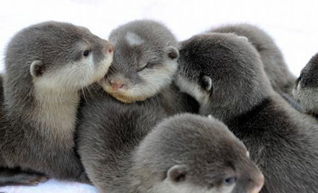 otters