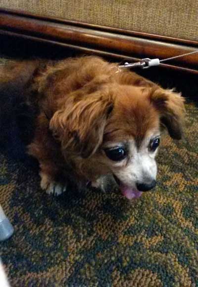 2017-08-05-dog2