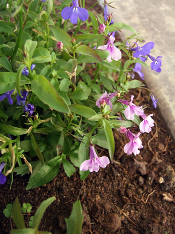 2012-11-15-pinklobelia