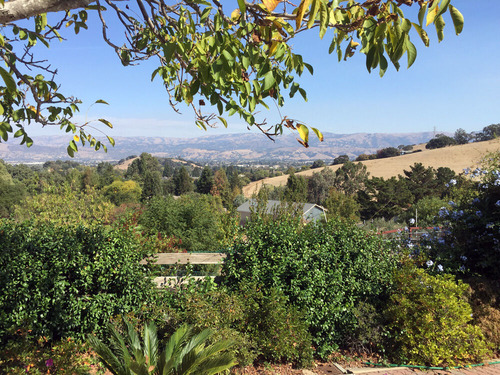 2019-11-05-olive5