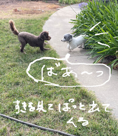 2024-08-19-dogs3