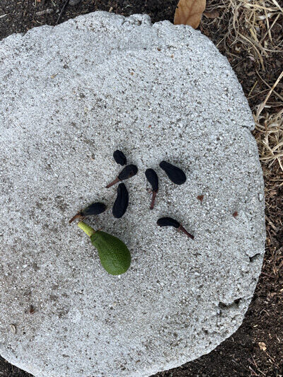 2024-07-31-avocados2