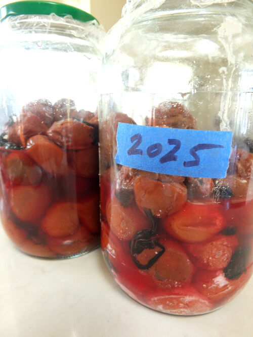 2026-01-26-umesenbei4