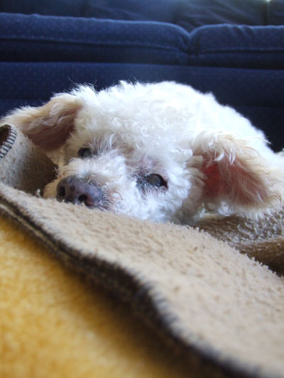 2015-10-22-chibinap1