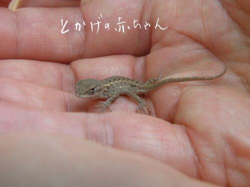 2020-05-11-lizard3