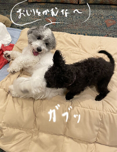 2024-07-12-dogs1
