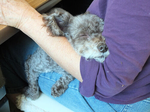 2020-07-07-judy4