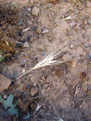 2014-04-28-driedfoxtail
