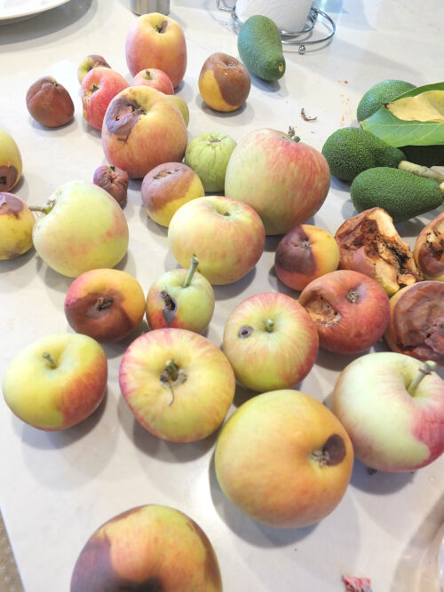 2026-10-25-apples1