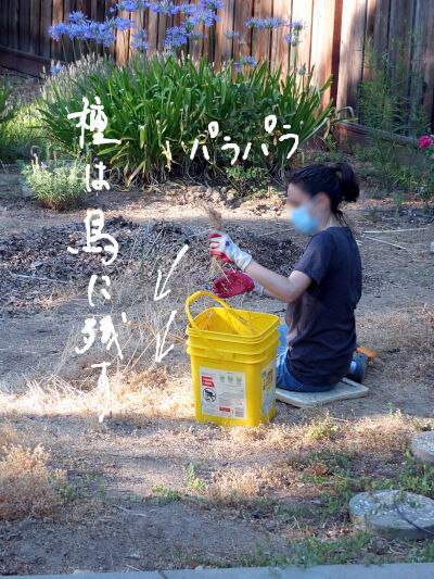 2024-11-01-californianative4