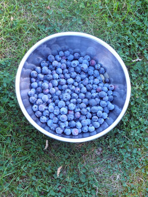 2017-06-03-blueberry