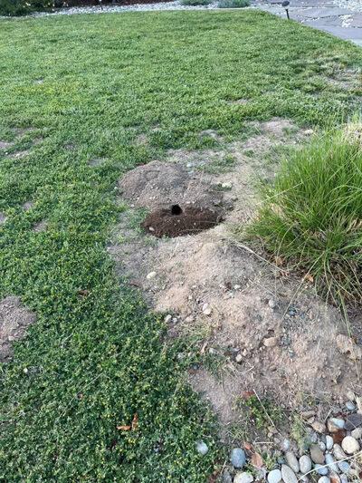 2024-05-09-gopher1