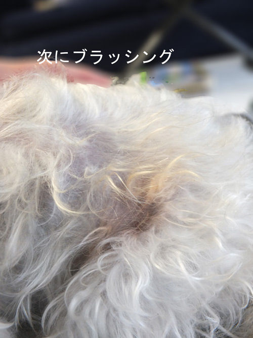 2019-03-04-rasta3