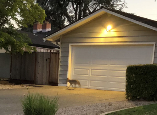 2023-07-27-coyote1