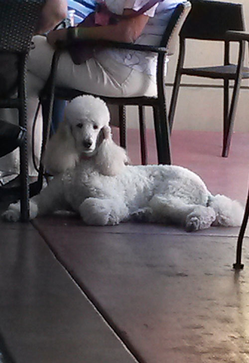 2016-07-13-poodle6