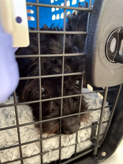 2025-07-19-rollcake4