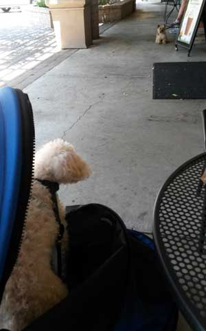 2014-07-12-dog1