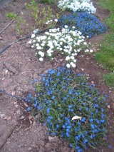 2010_04_03_whitebluebush