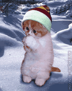 2013-10-26-1coldkitten