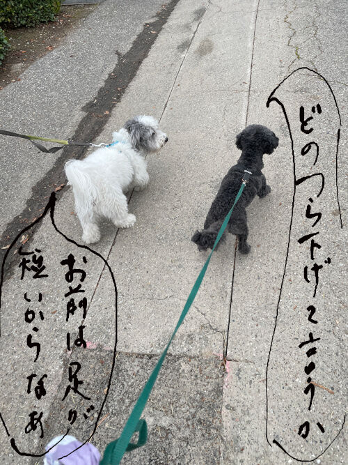 2026-01-03-oreocharlie1