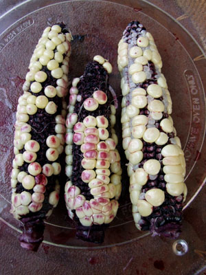 2013-07-30-corn4