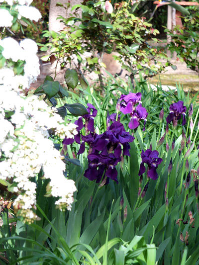 2019-04-07-flowers2