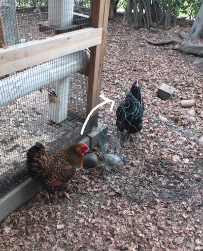 2019-12-20-chicken4