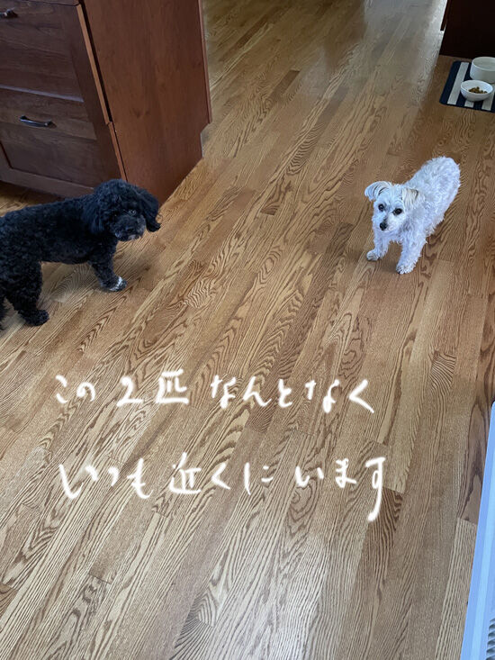 2023-06-22-rastaoreo2