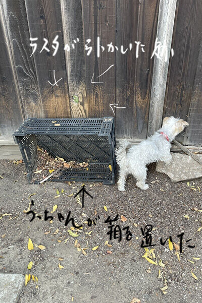 2021-10-09-dog7