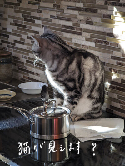 2023-11-16-cat1