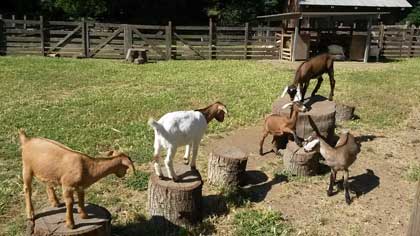 2015-05-12-goats