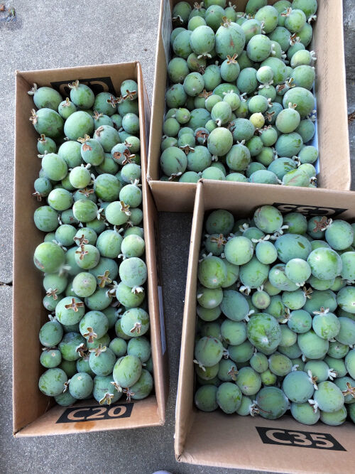 2025-11-13-guavajam7