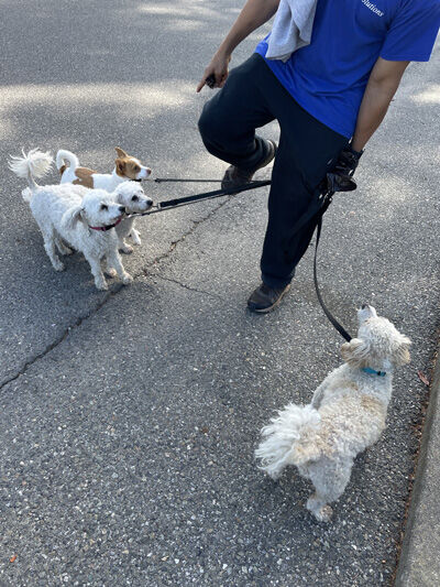 2023-10-14-dogs1