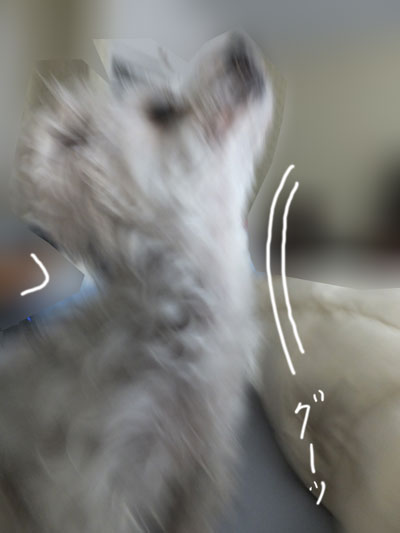 2020-01-29-rasta3