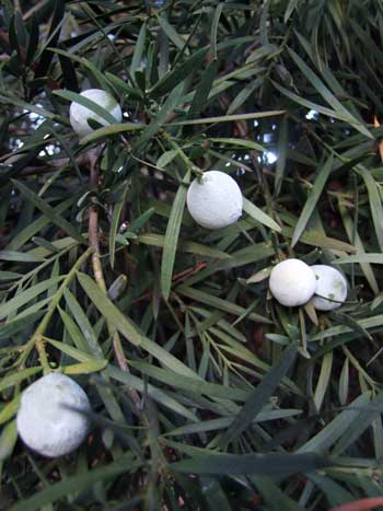 2014-11-17-olive3
