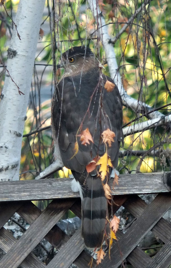 2018-11-26-hawk2