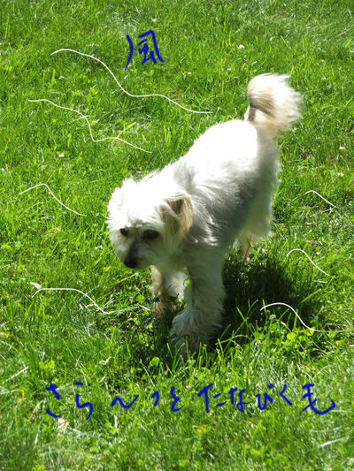 2021-06-09-rasta3
