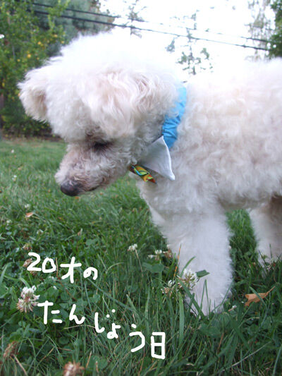 2019-11-12-chibi2