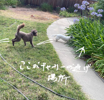 2024-08-19-dogs2