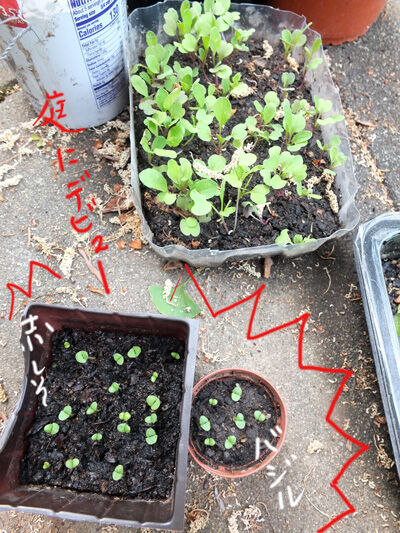 2020-05-15-seeds6