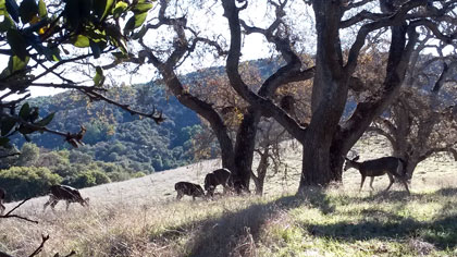 2015-12-15-animal2