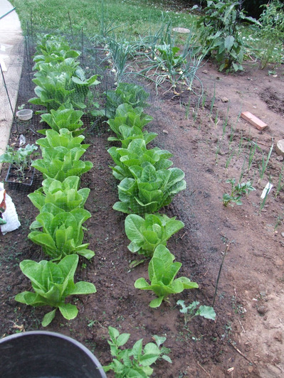 2013-07-22-lettuce