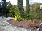 2010_01_12_orangetree2