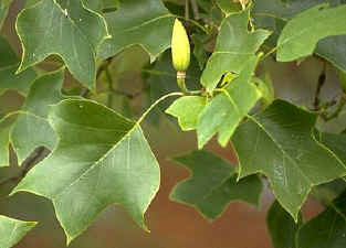 2010_08_01_tuliptreeleaves