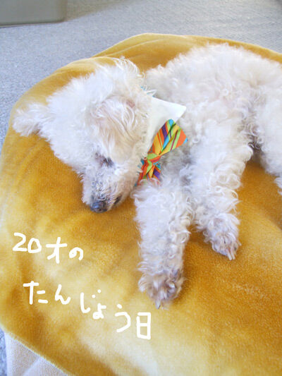 2019-11-12-chibi1
